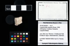 Foto (Objekt + Etikett) von Longodromites angustus (Reuss, 1858)  (NHMW-GEO-2014-0194-0001)